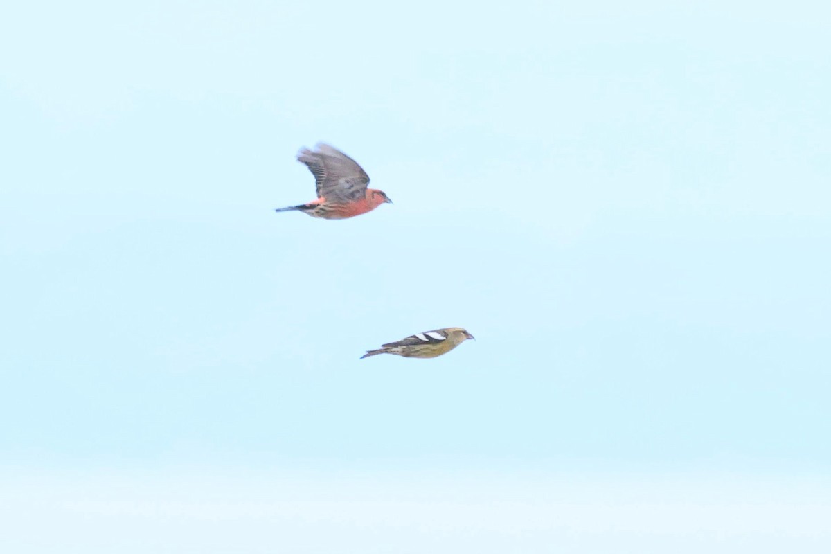 White-winged Crossbill - ML644176858