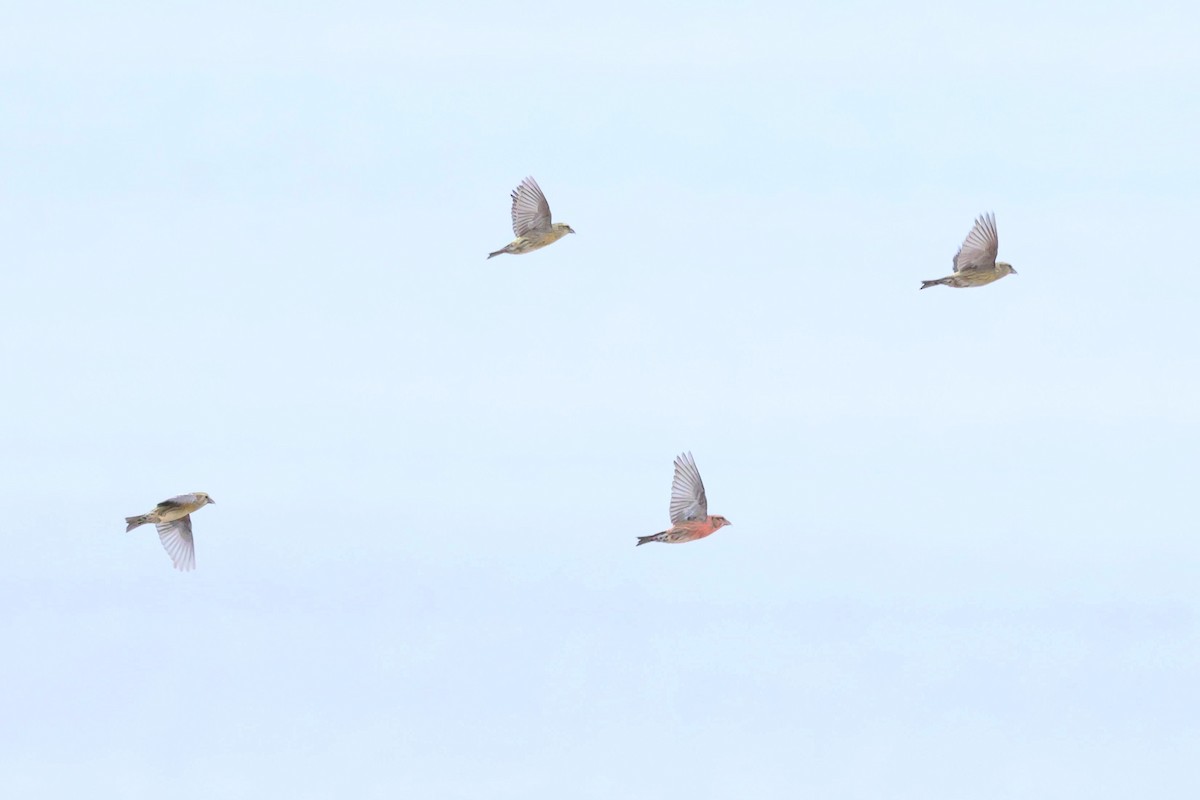 White-winged Crossbill - ML644176859