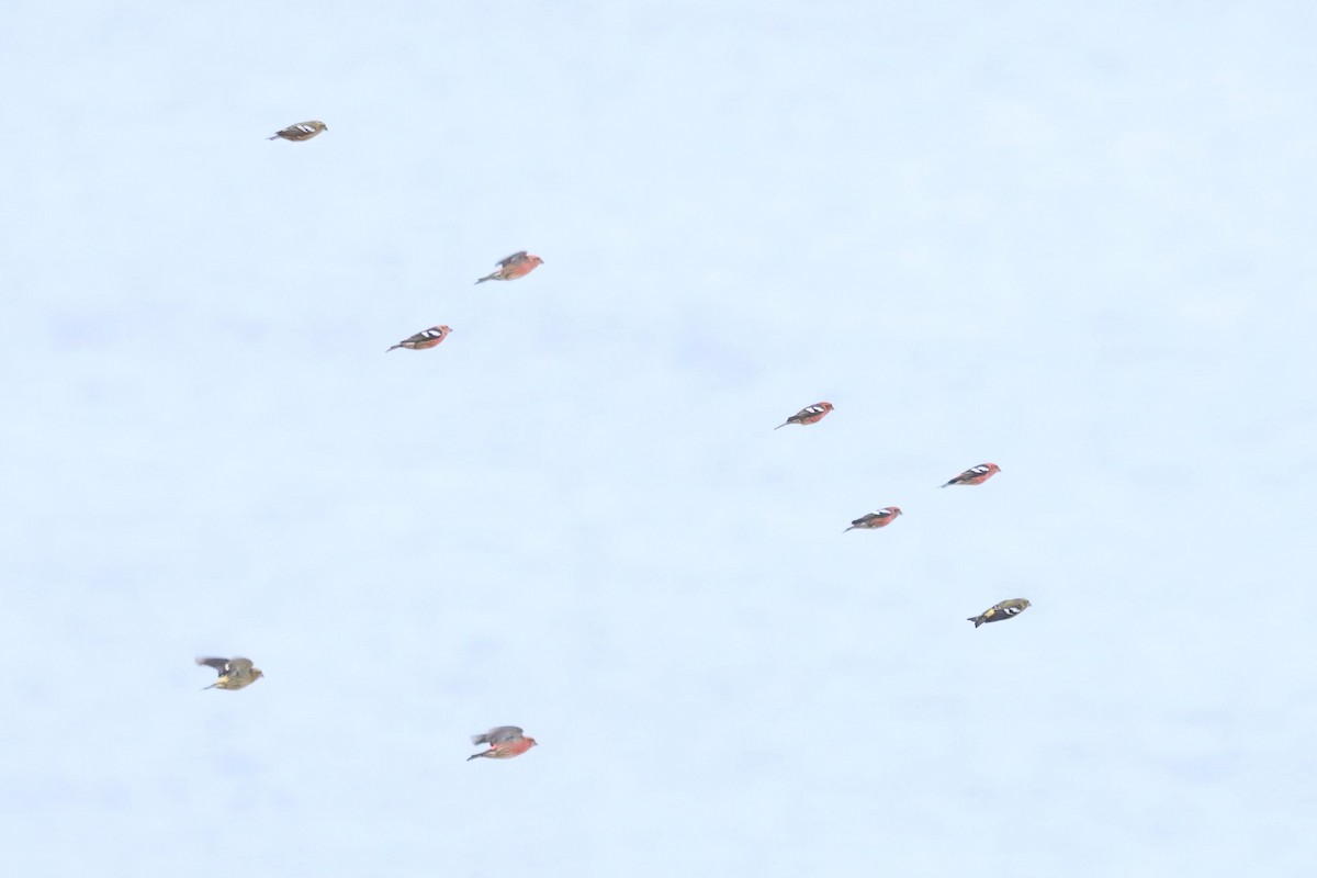 White-winged Crossbill - ML644176863