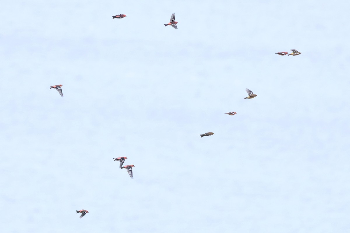 White-winged Crossbill - ML644176864