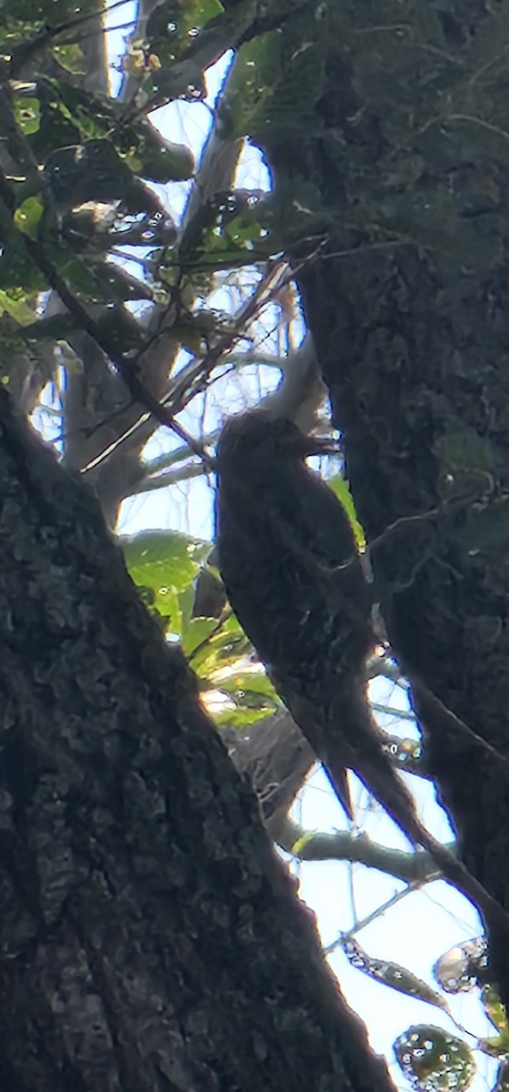Yellow-bellied Sapsucker - ML644176873