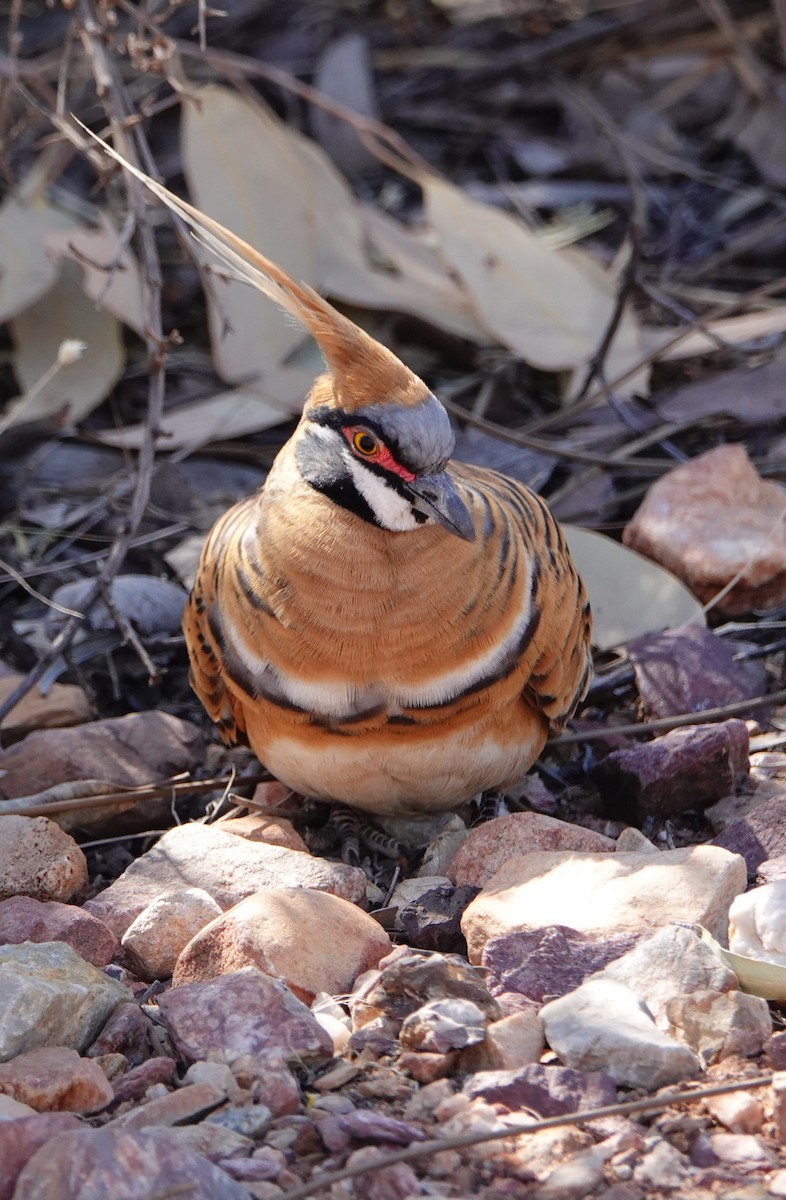 Rotschopftaube - ML644176874