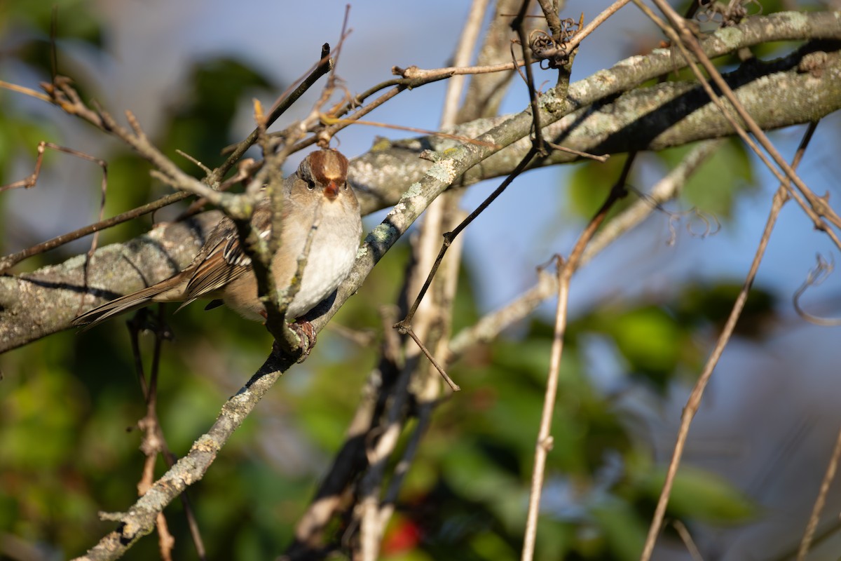 White-crowned Sparrow - ML644176881