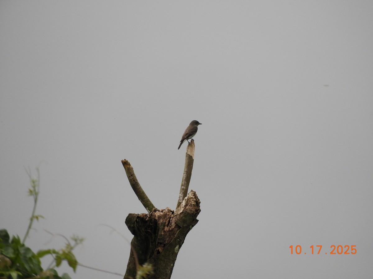 Olive-sided Flycatcher - ML644176886