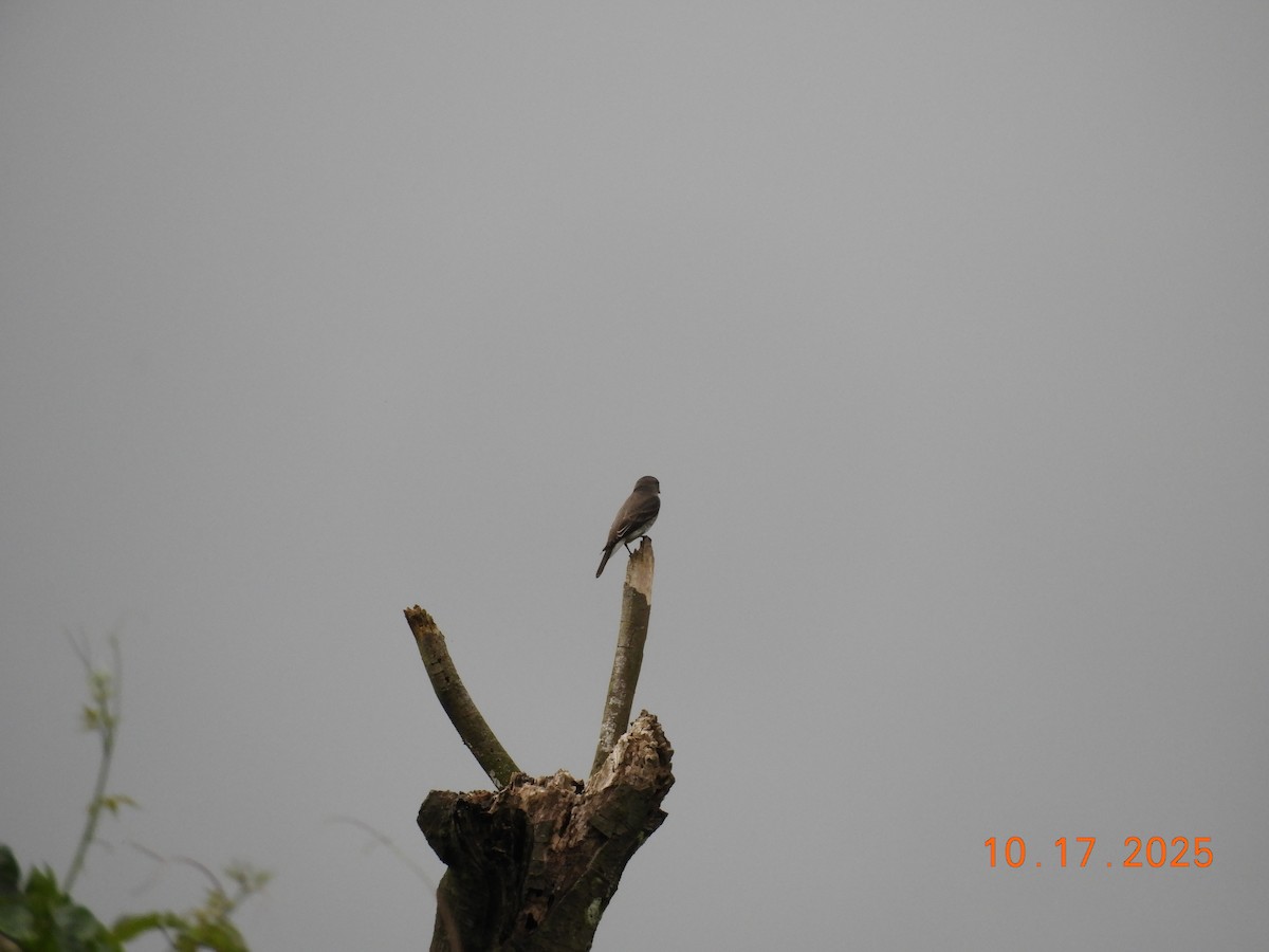 Olive-sided Flycatcher - ML644176887