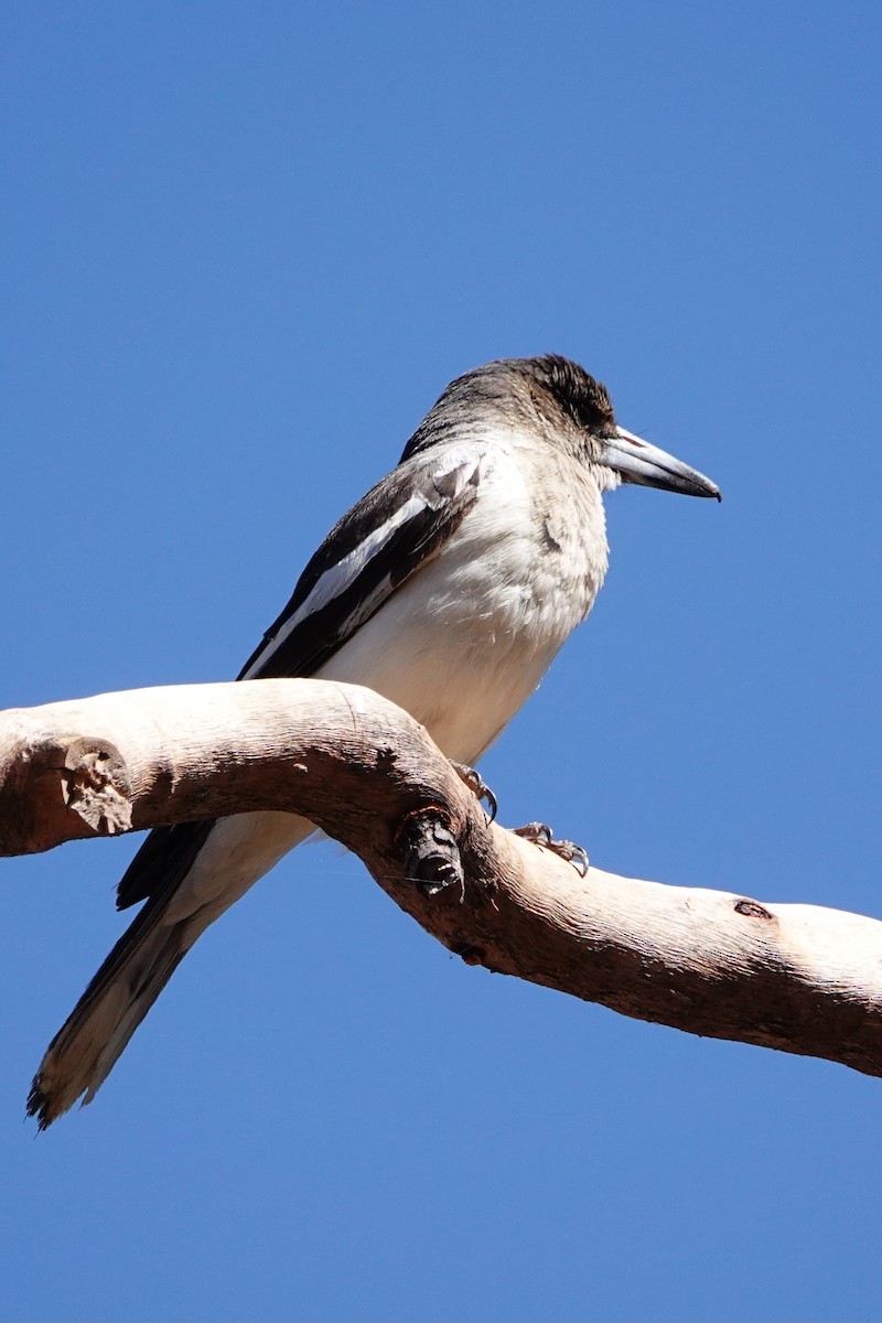 Pied Butcherbird - ML644176900