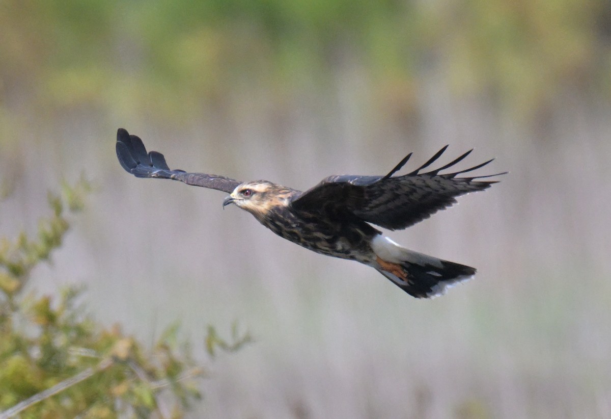 Snail Kite - ML644176930