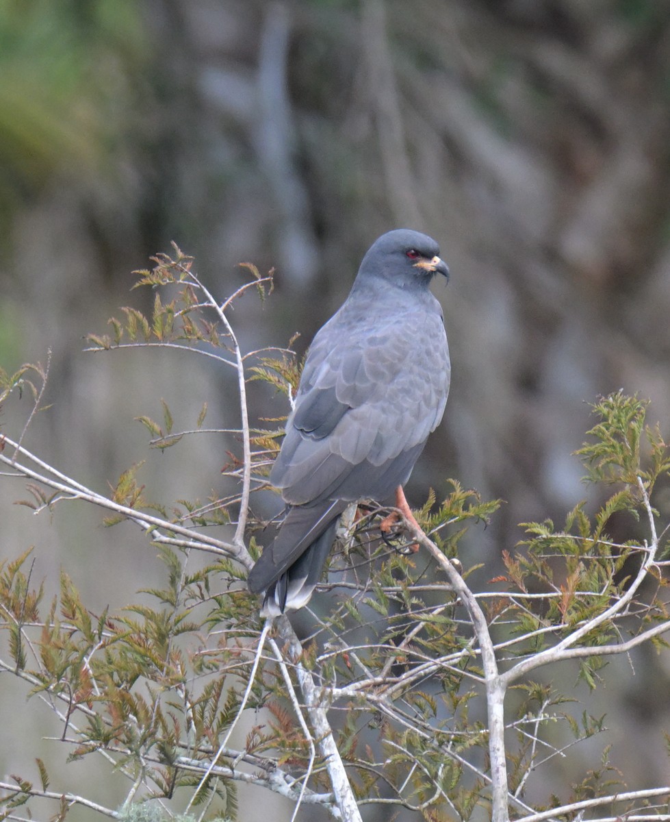 Snail Kite - ML644176931