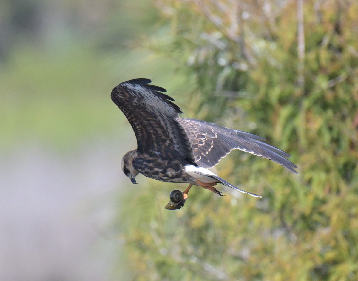 Snail Kite - ML644176932