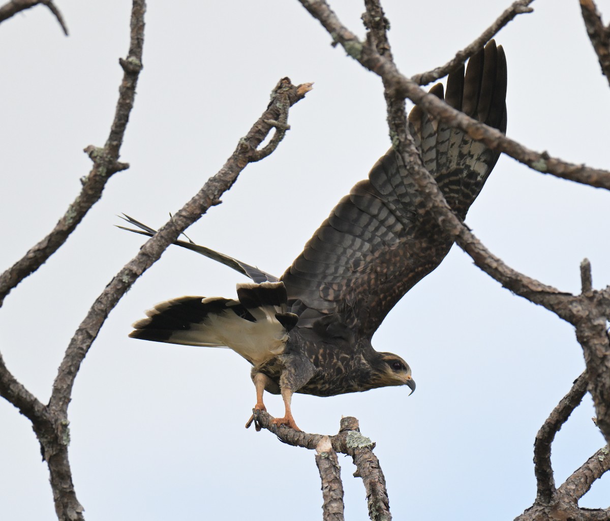 Snail Kite - ML644176933