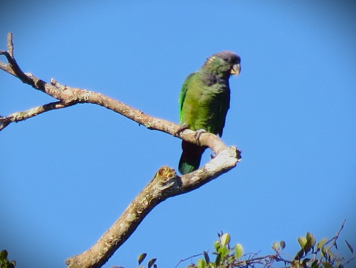 Loro Choclero - ML644176935