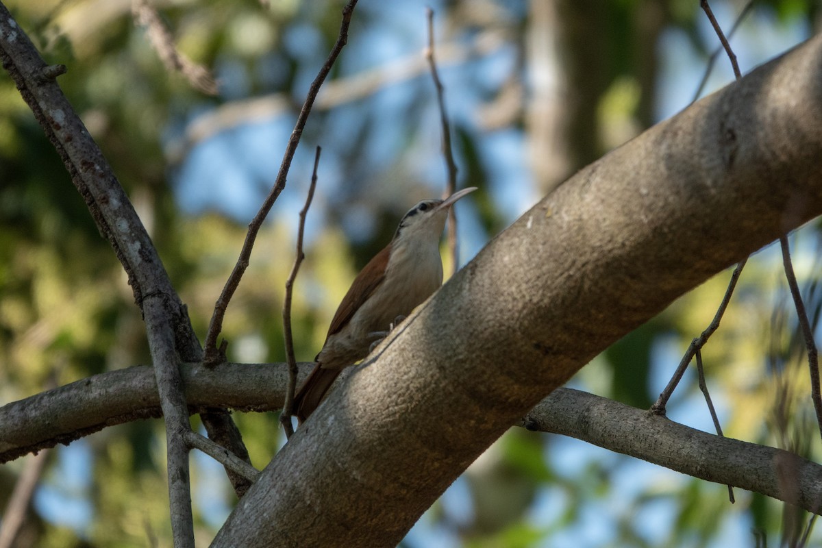 Narrow-billed Woodcreeper - ML644176938