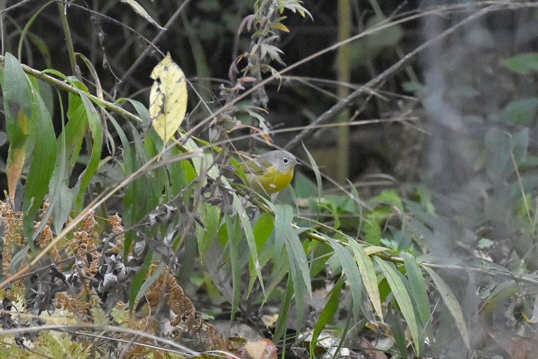 Nashville Warbler - ML644176947