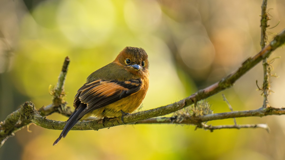 Cinnamon Flycatcher - ML644176948