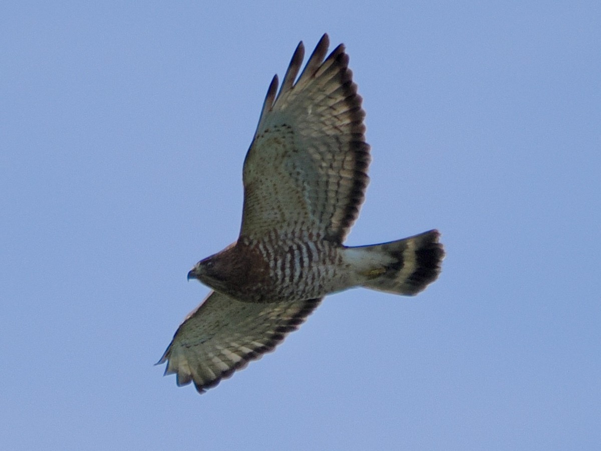 Breitflügelbussard (platypterus) - ML644176975