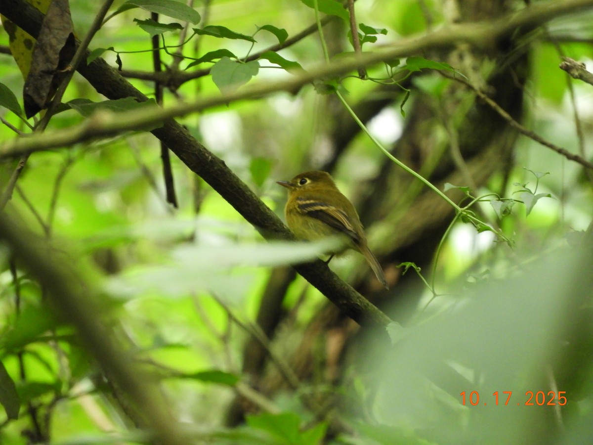 Yellowish Flycatcher - ML644176988