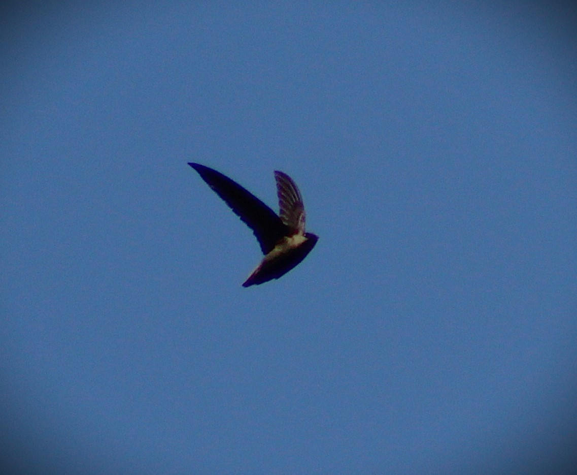 Vencejo de Tormenta - ML644176998