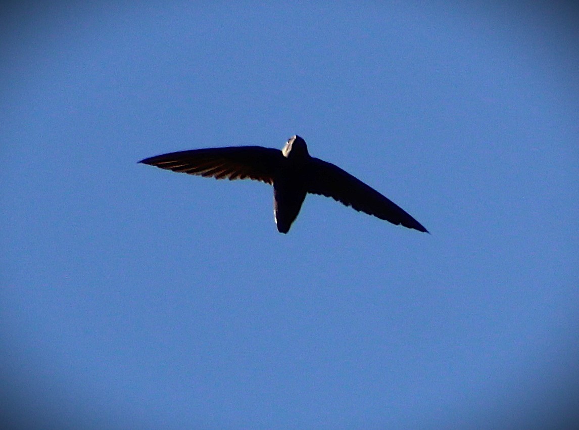 Vencejo de Tormenta - ML644176999