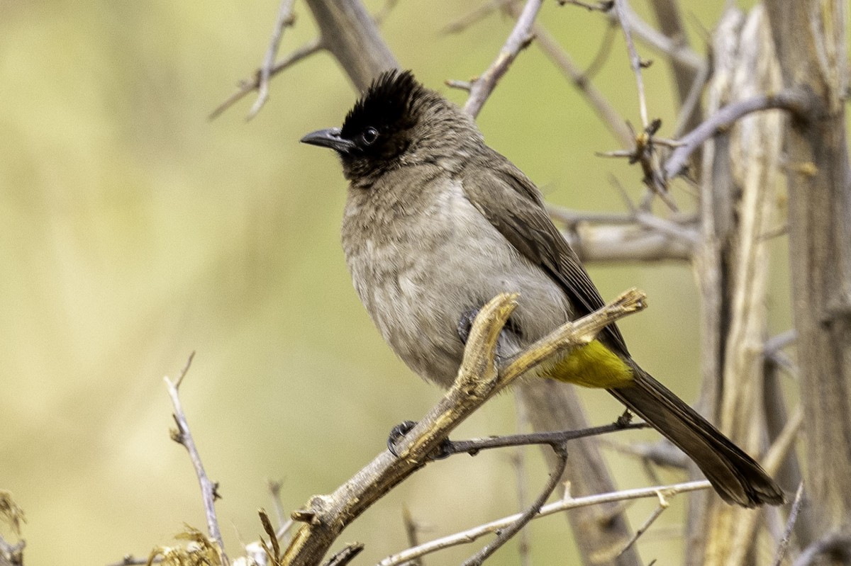 Common Bulbul - ML644177015