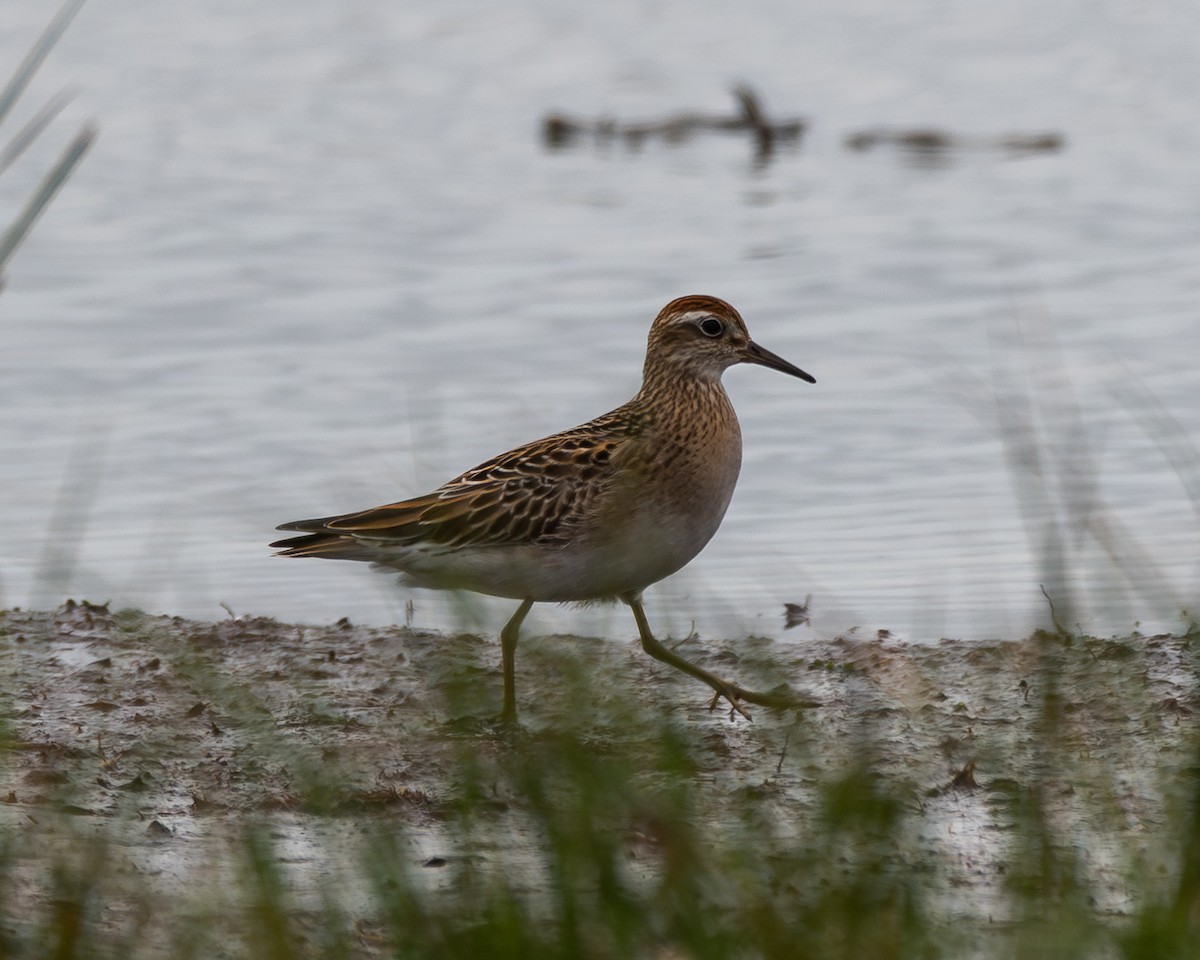 Sharp-tailed Sandpiper - ML644177034