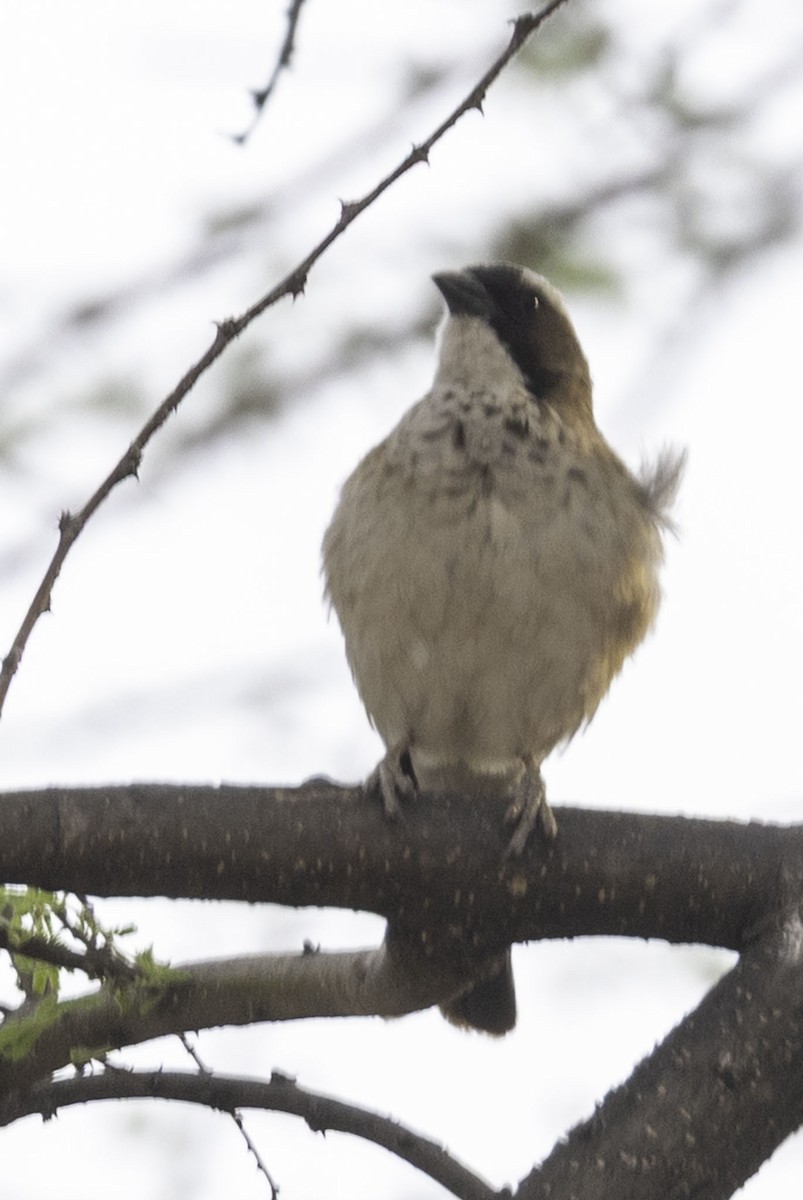 Weißbrauenweber - ML644177055