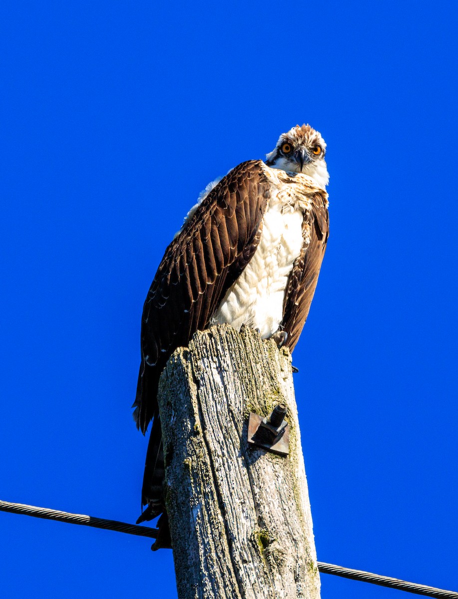 Osprey - ML644177074