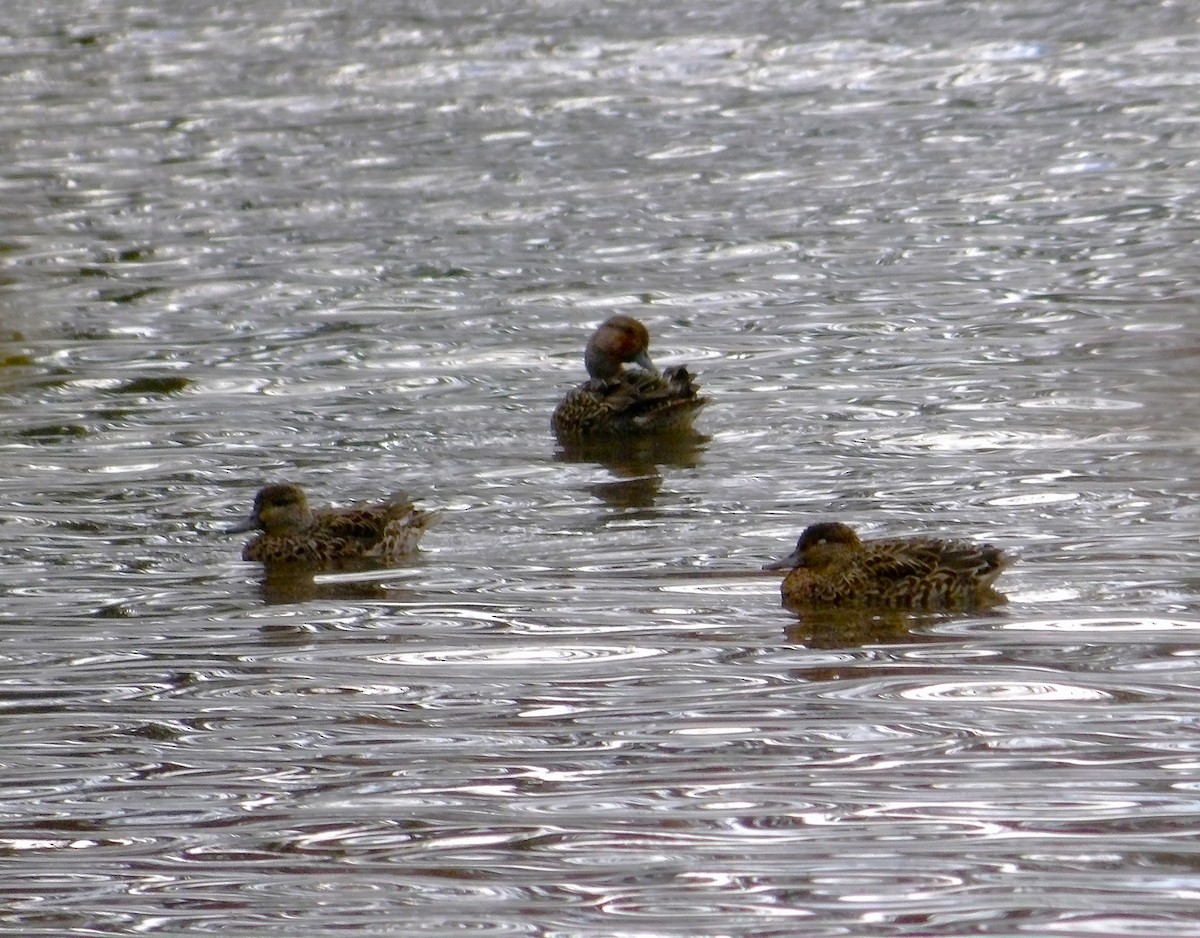 Sarcelle d'hiver - ML644177075