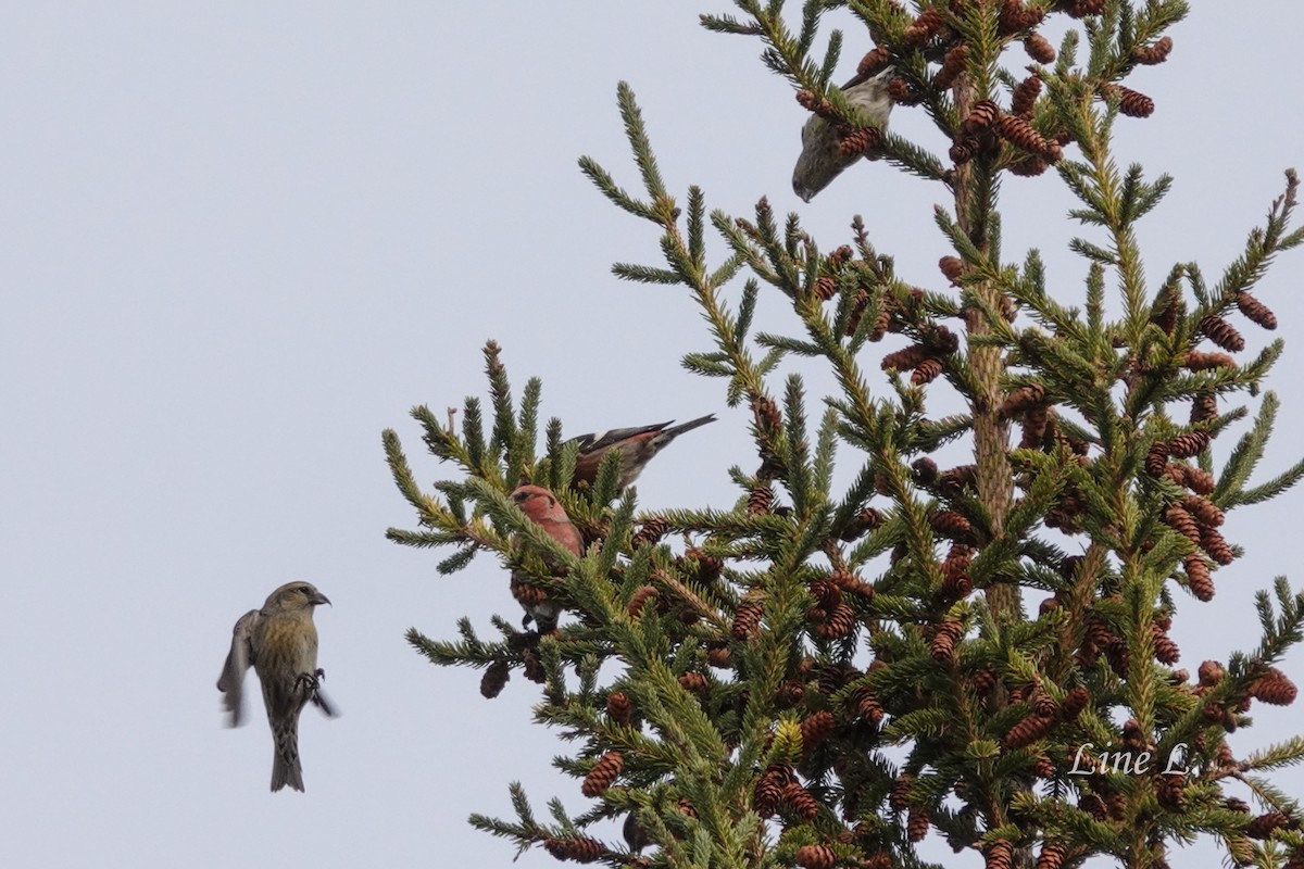 White-winged Crossbill - ML644177091