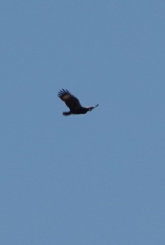 Black-breasted Kite - ML644177093