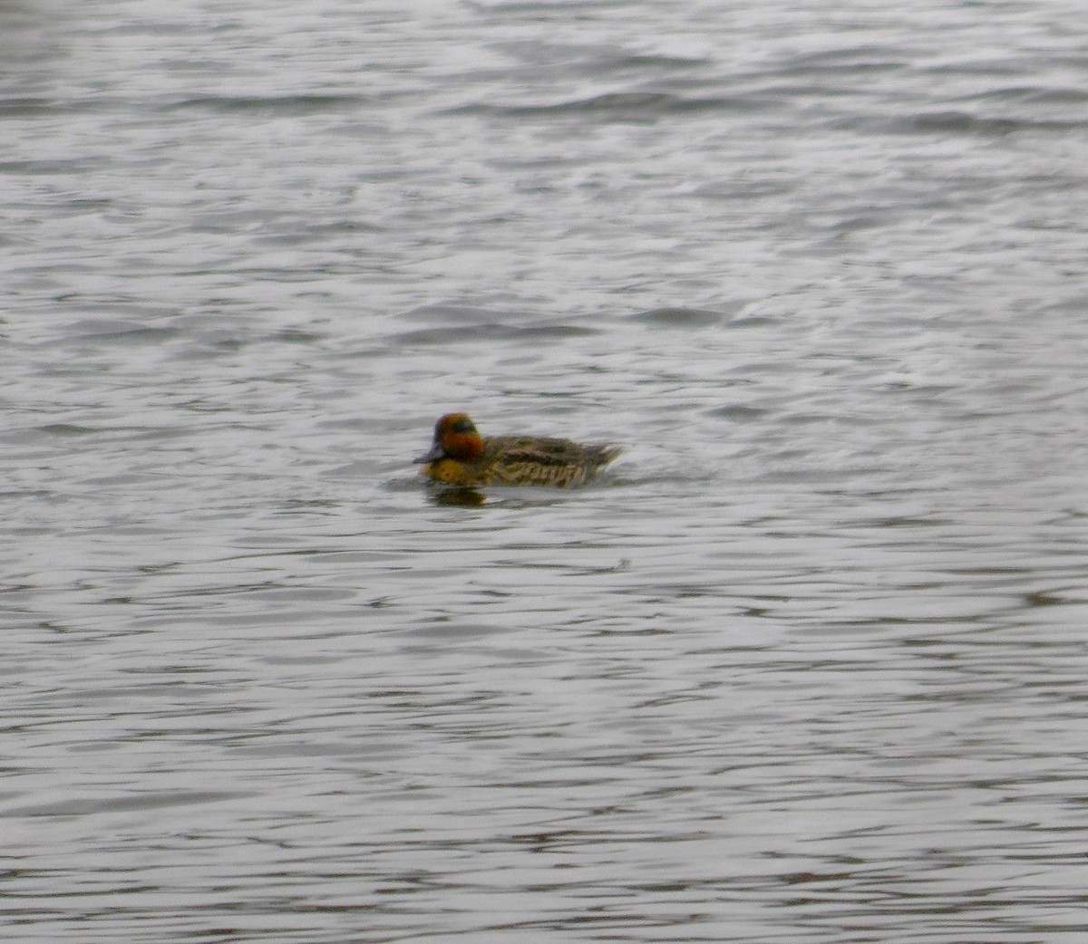 Sarcelle d'hiver - ML644177097