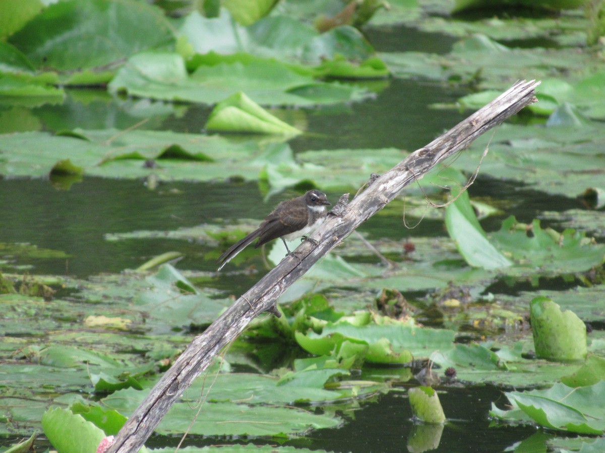 Malaysian Pied-Fantail - ML644177100