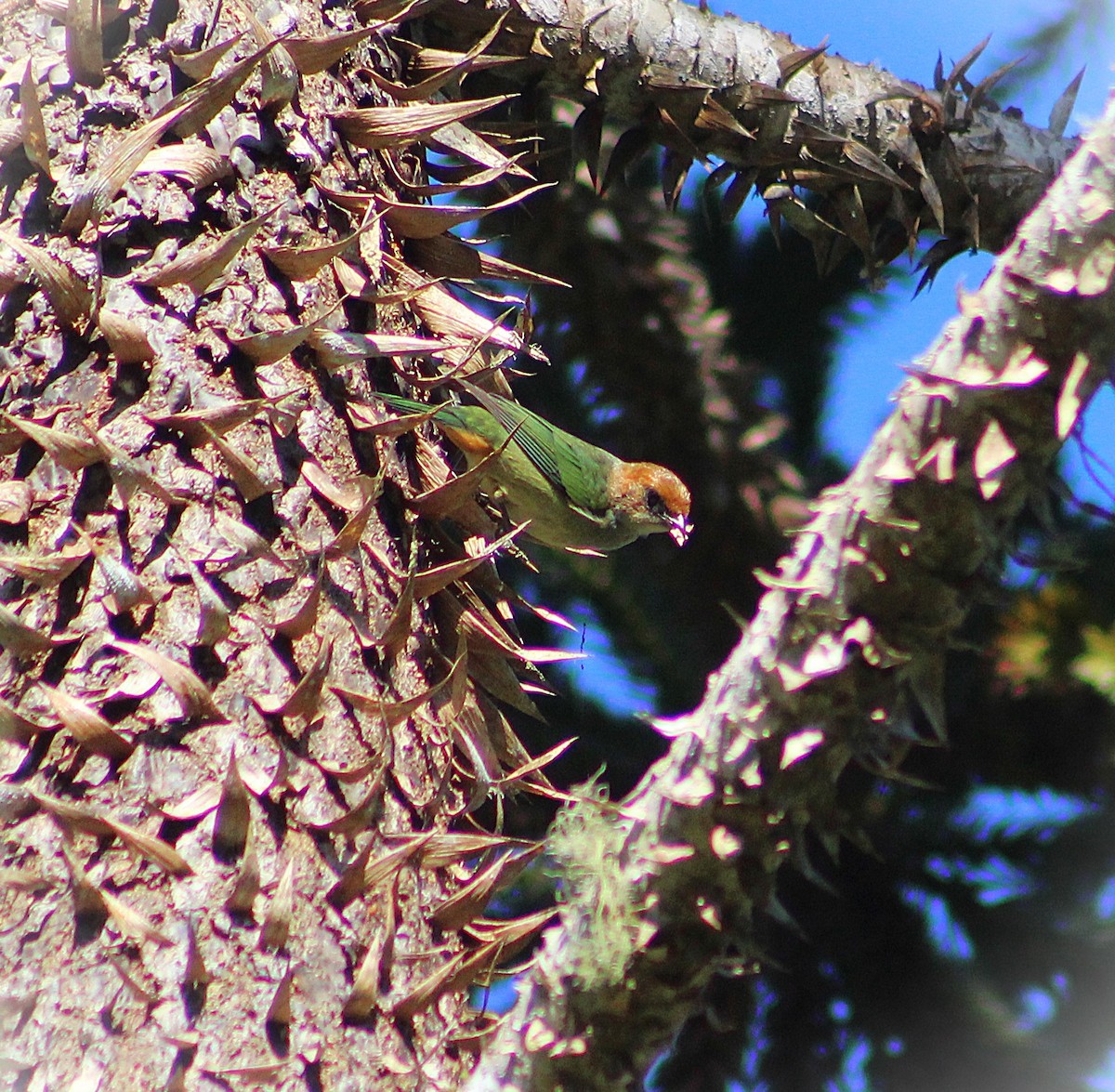 Black-backed Tanager - ML644177103