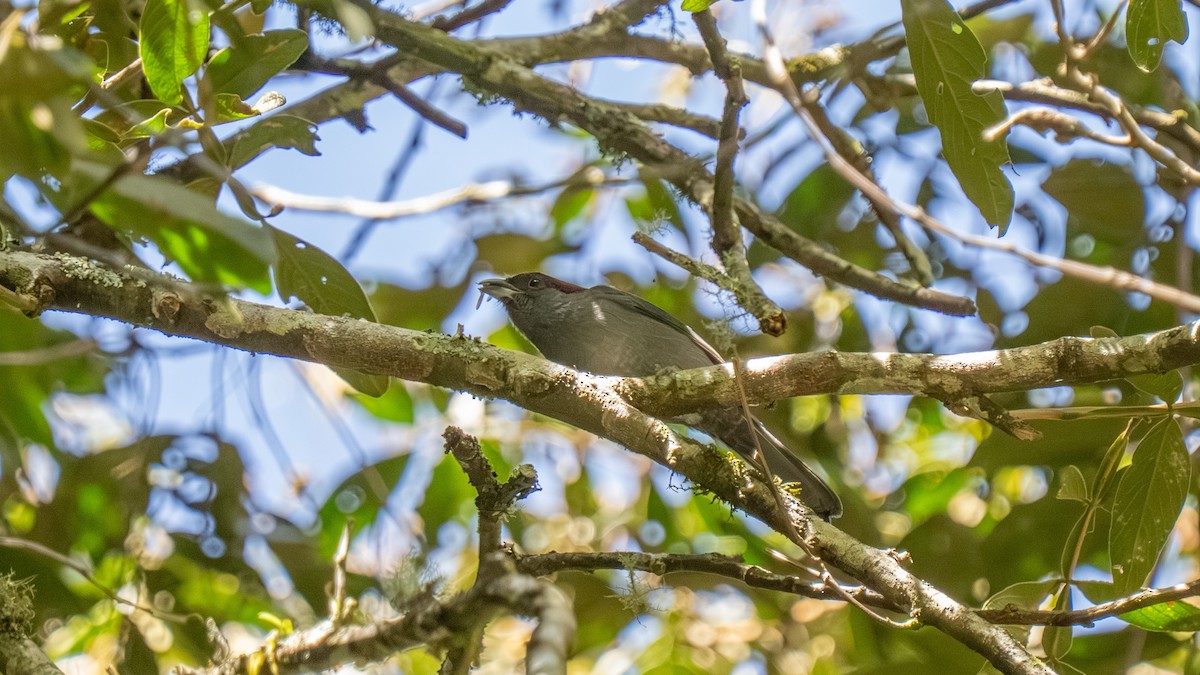 Slaty Tanager - ML644177104
