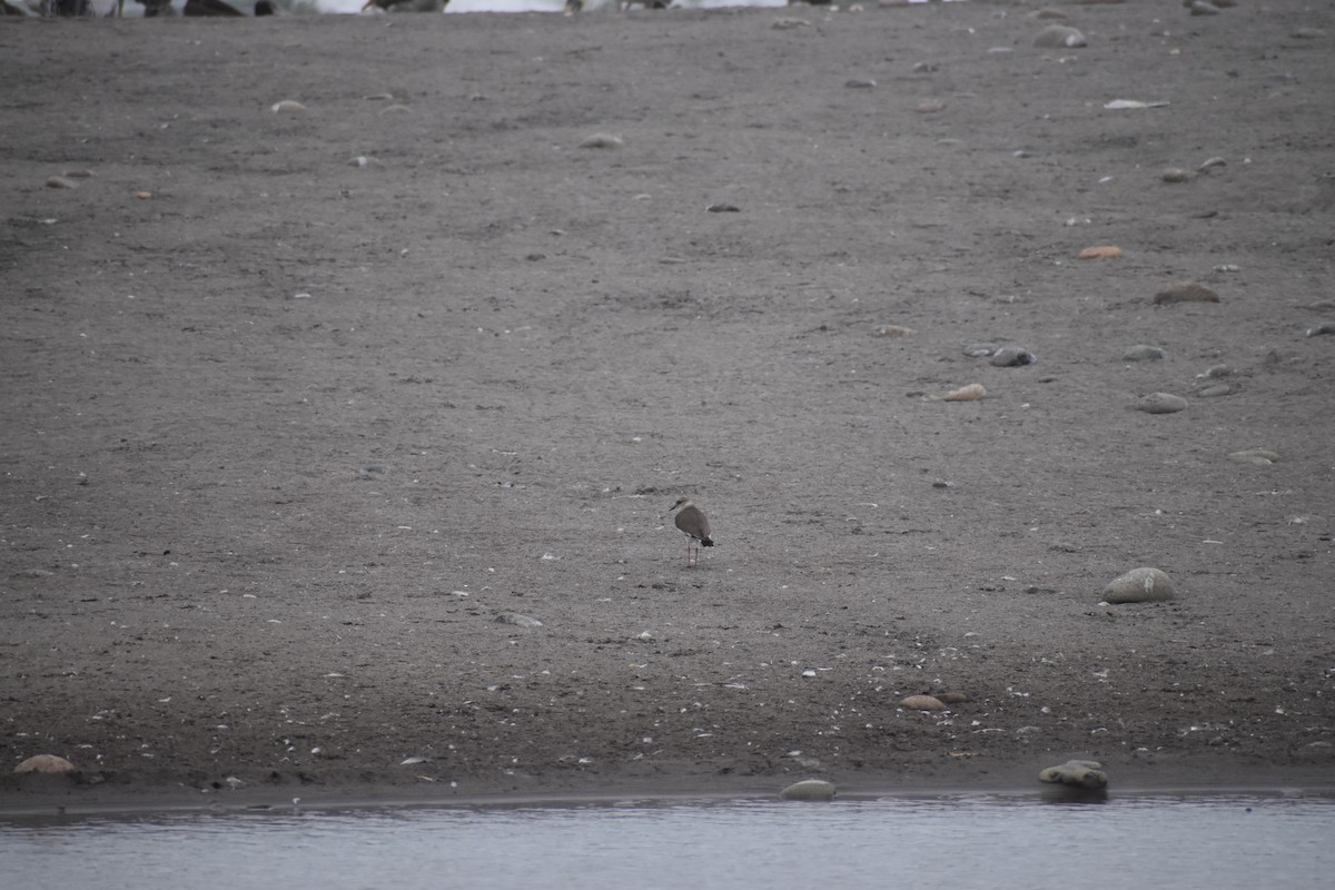 Andean Lapwing - ML644177105