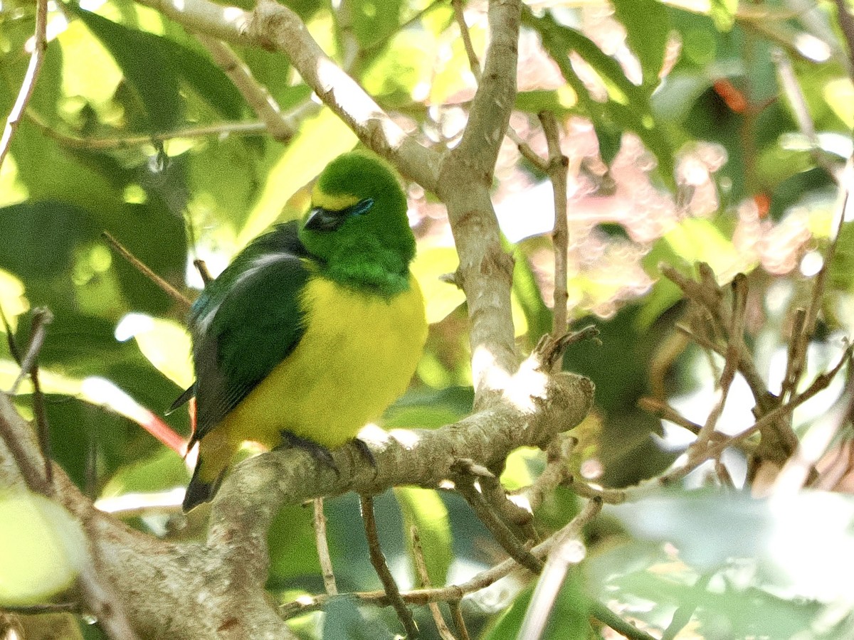 Blue-naped Chlorophonia - ML644177127
