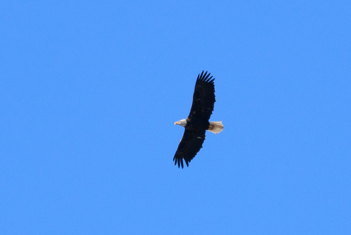 Bald Eagle - ML644177128