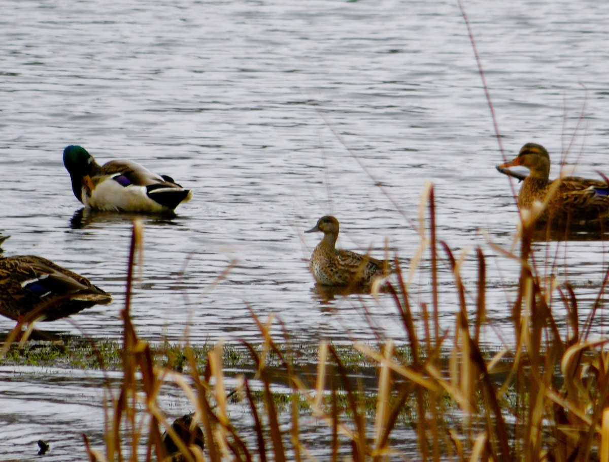 Sarcelle d'hiver - ML644177138