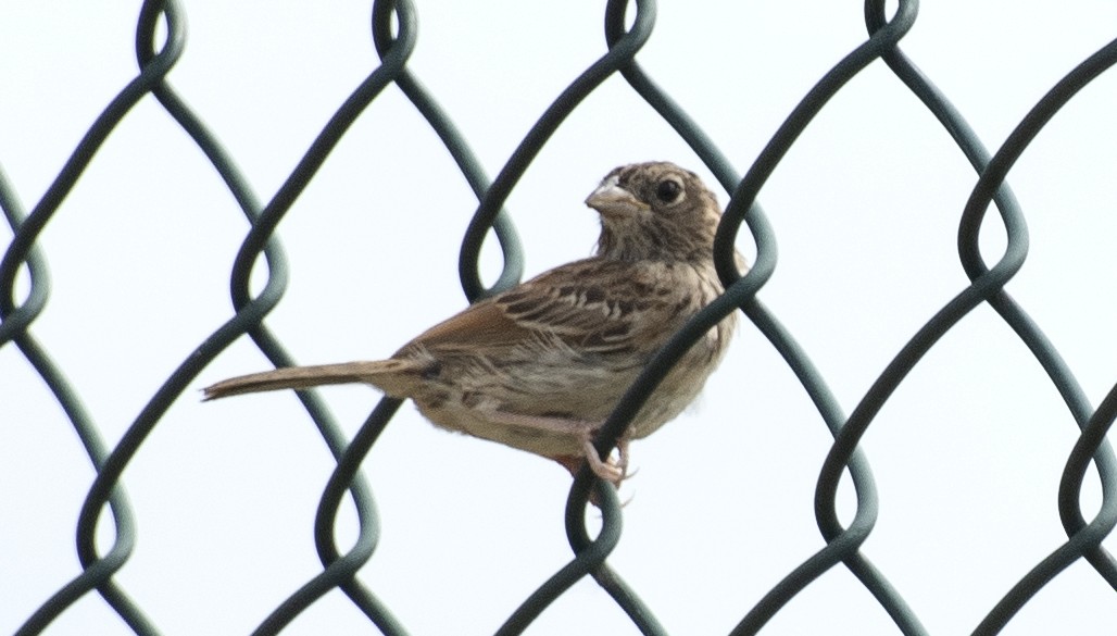 Wachtelammer - ML644177142