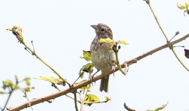 Wachtelammer - ML644177143