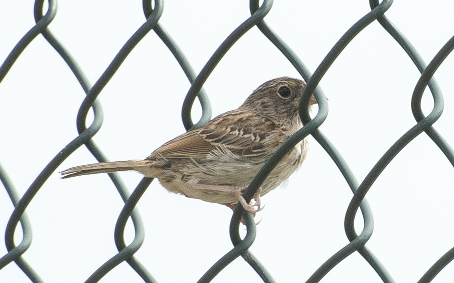 Wachtelammer - ML644177144