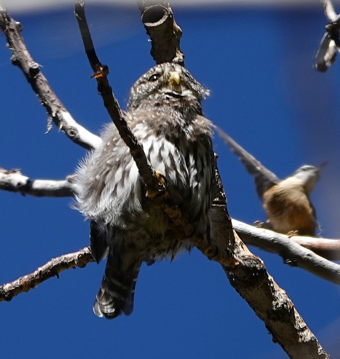 Northern Pygmy-Owl - ML644177148