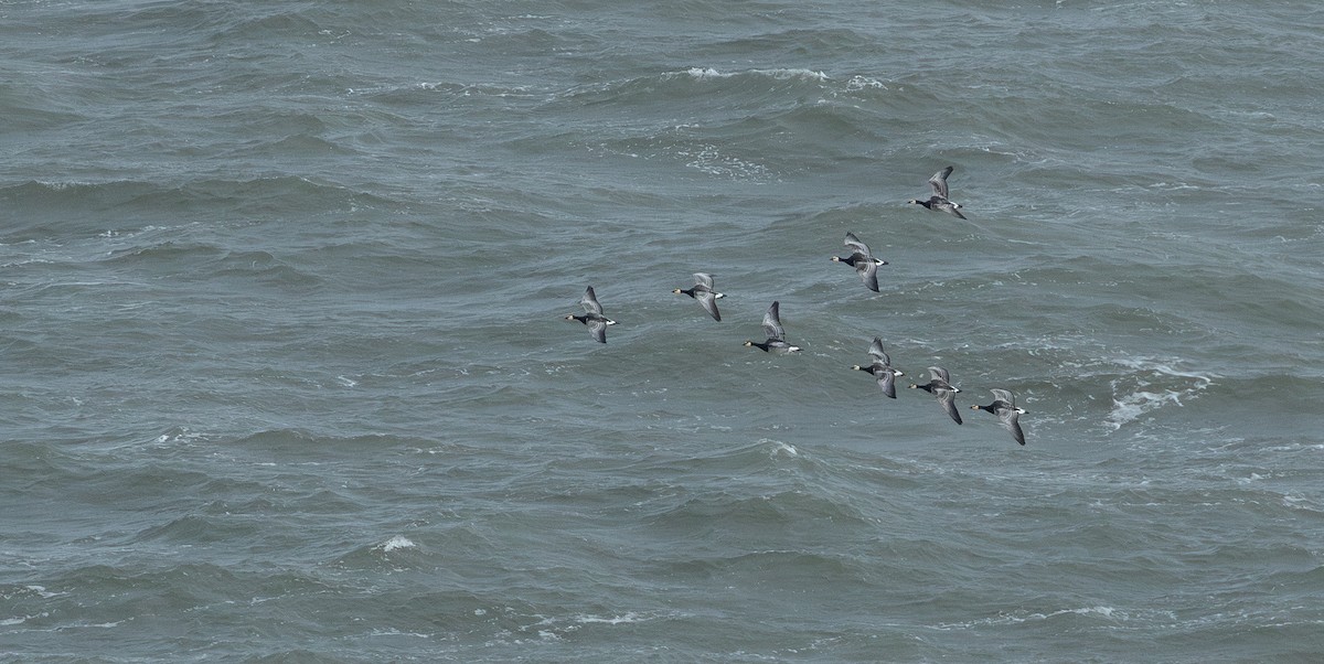 Barnacle Goose - ML644177149