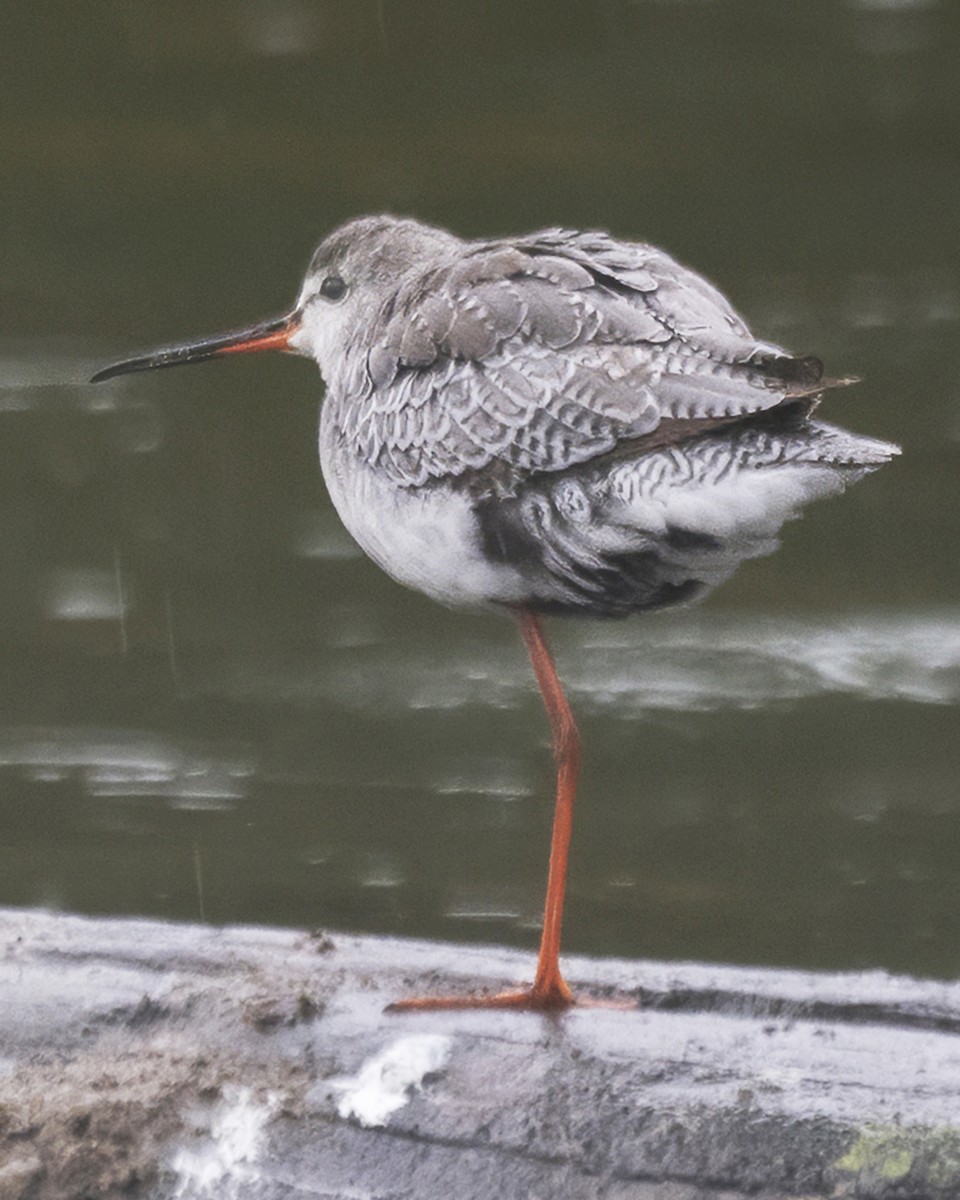 Spotted Redshank - ML644177150