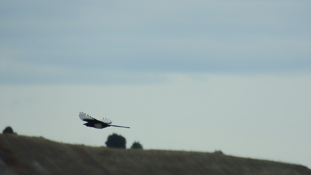 Black-billed Magpie - ML644177165