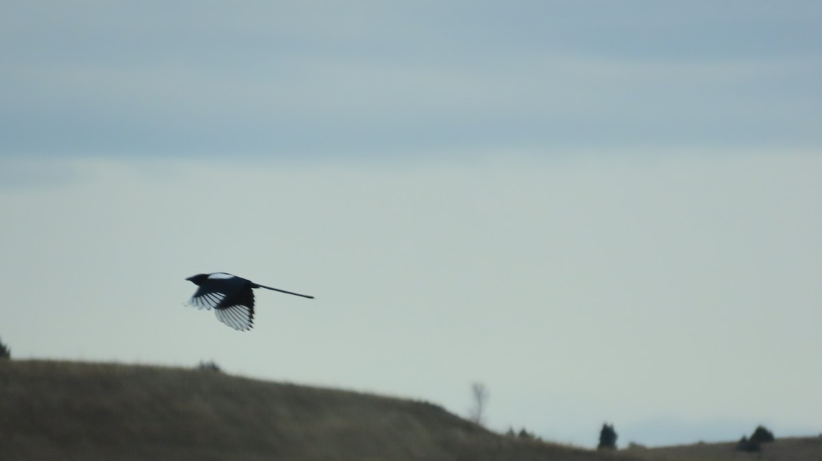 Black-billed Magpie - ML644177166