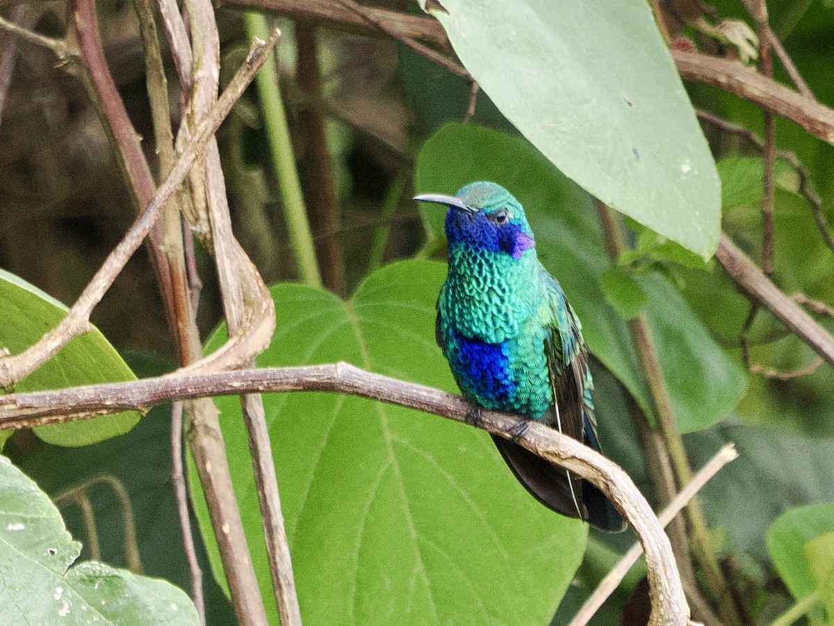 Sparkling Violetear - ML644177168