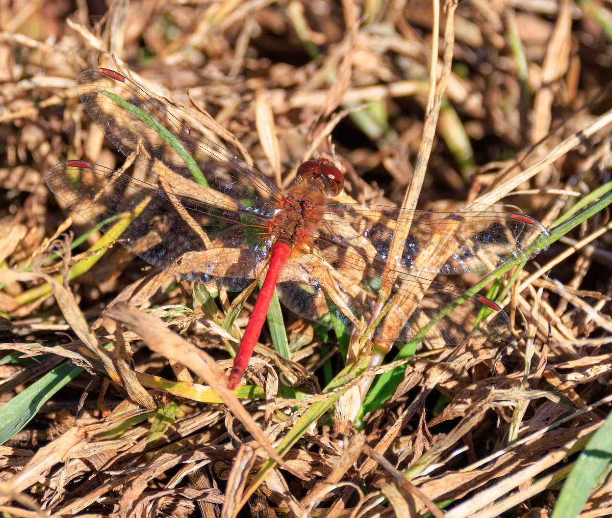 Meadowhawks - ML644177173