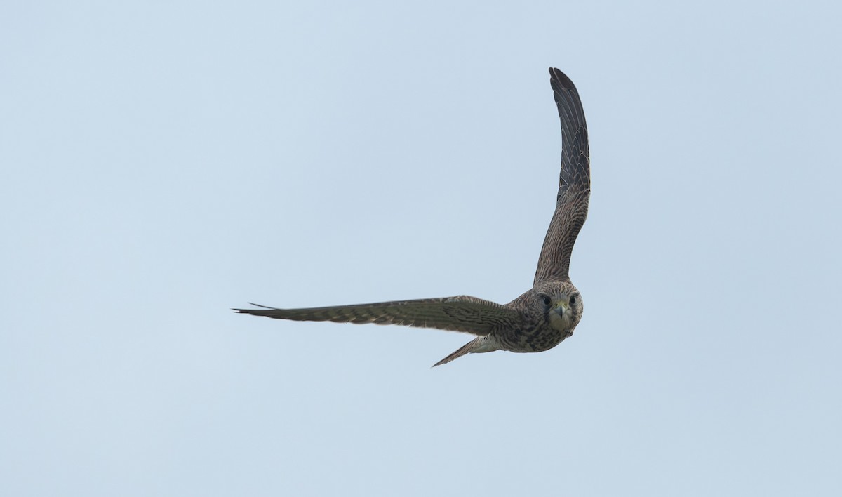 Eurasian Kestrel - ML644177176