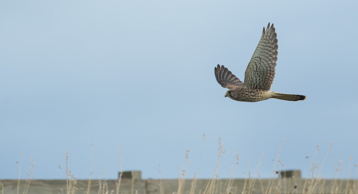 Eurasian Kestrel - ML644177177