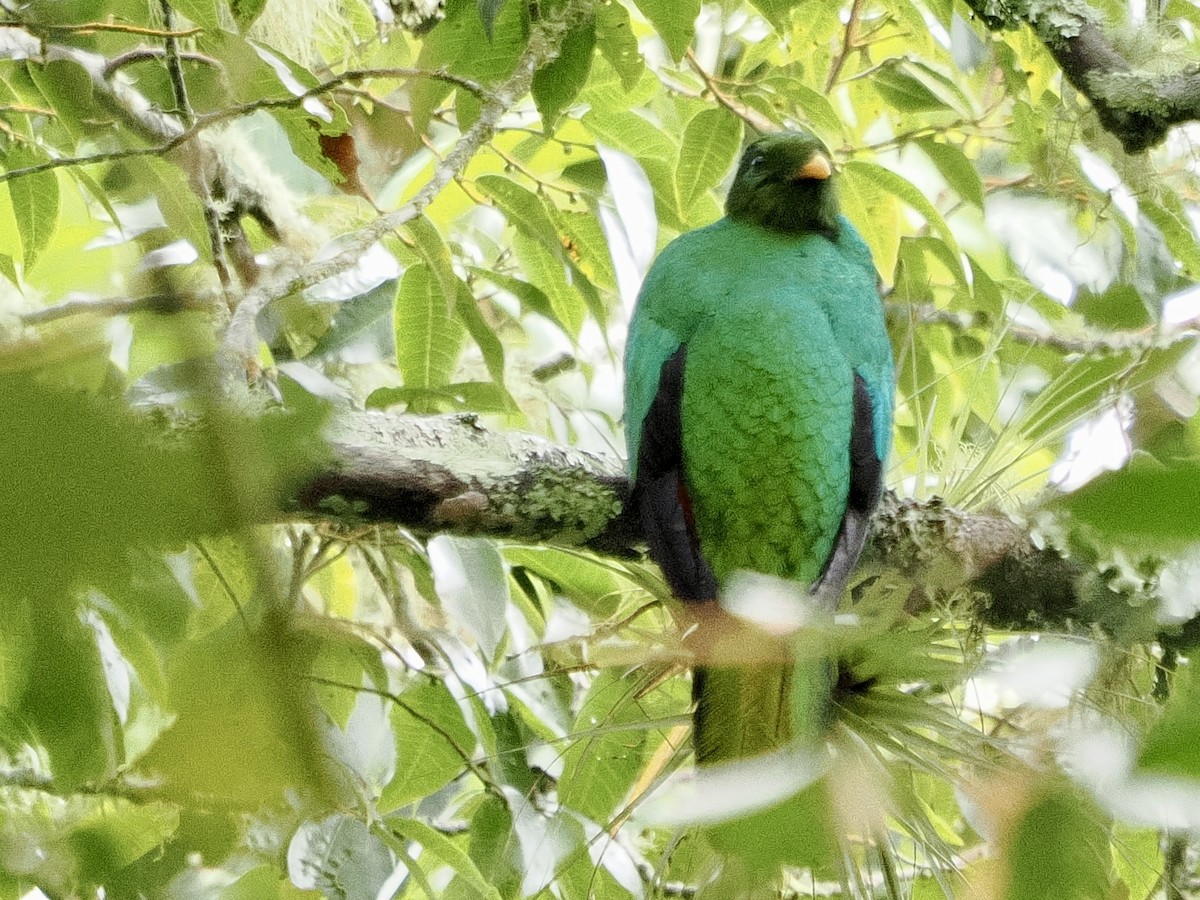 White-tipped Quetzal - ML644177183